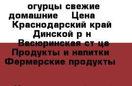 огурцы свежие домашние  › Цена ­ 80 - Краснодарский край, Динской р-н, Васюринская ст-ца Продукты и напитки » Фермерские продукты   . Краснодарский край